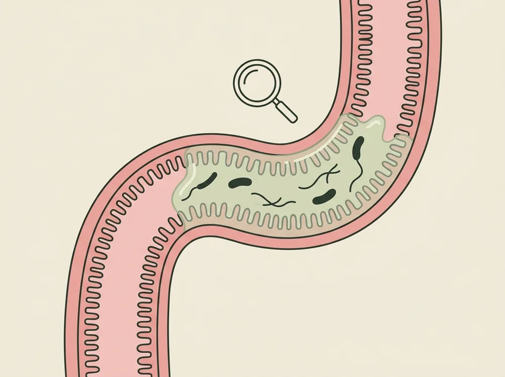 Drawing of a section of intestine with a slimy film on the inner wall and small organisms half hidden inside it, a magnifying glass above