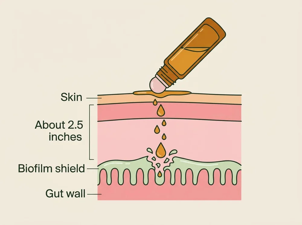 Cutaway drawing: the roller lays oil on the skin, it travels about 2.5 inches down through the tissue, and breaks through the biofilm shield on the gut wall
